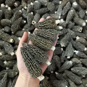 Hand holding dried morel mushrooms.