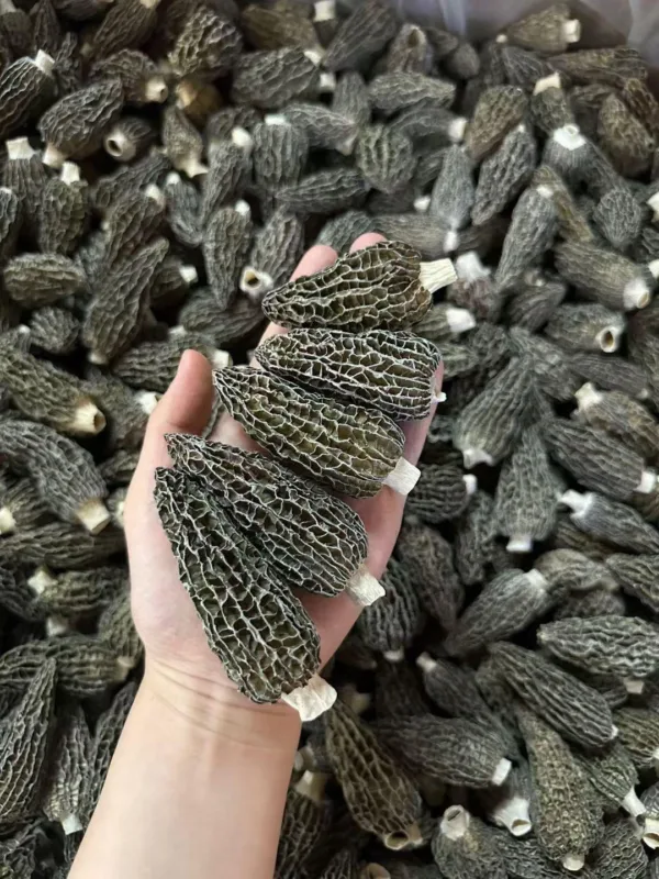 Hand holding dried morel mushrooms.