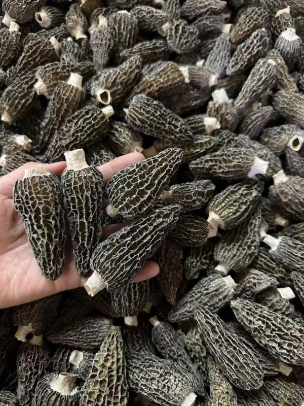 Hand holding fresh morel mushrooms.