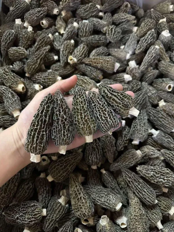 Hand holding morel mushrooms over a pile.