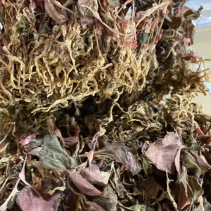 Dried plants and herbs close-up.