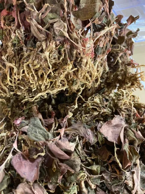 Dried plants and herbs close-up.